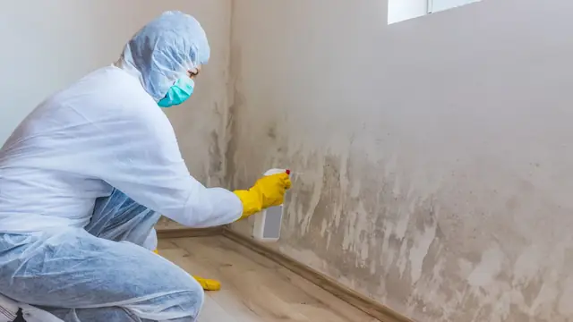 Worker in a hair net and mask cleaning mold from a baseboard